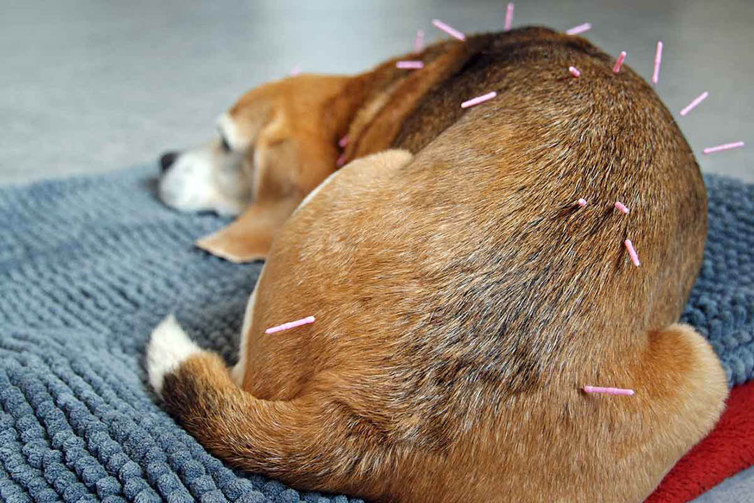 veterinary-acupuncturist.jpg